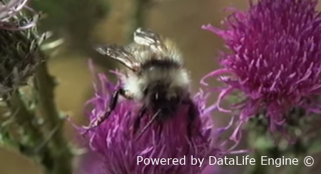 Тайная жизнь шмелей