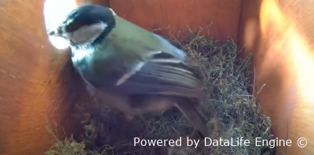 Гнездо, синички!