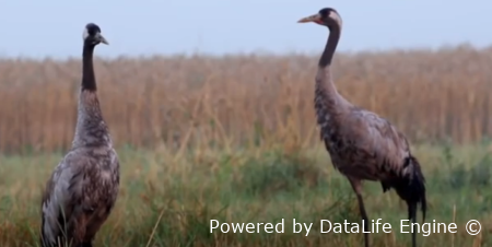 Серый журавль - птица года!!!!!