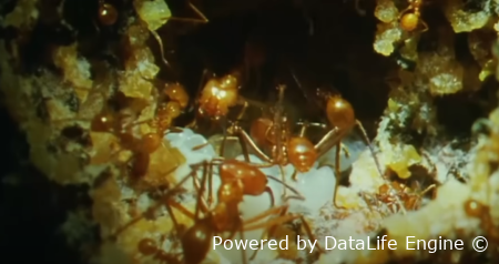 Муравьï - двигателi работы!